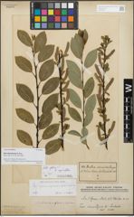 Foto von Salix stenostachya A. Kern.